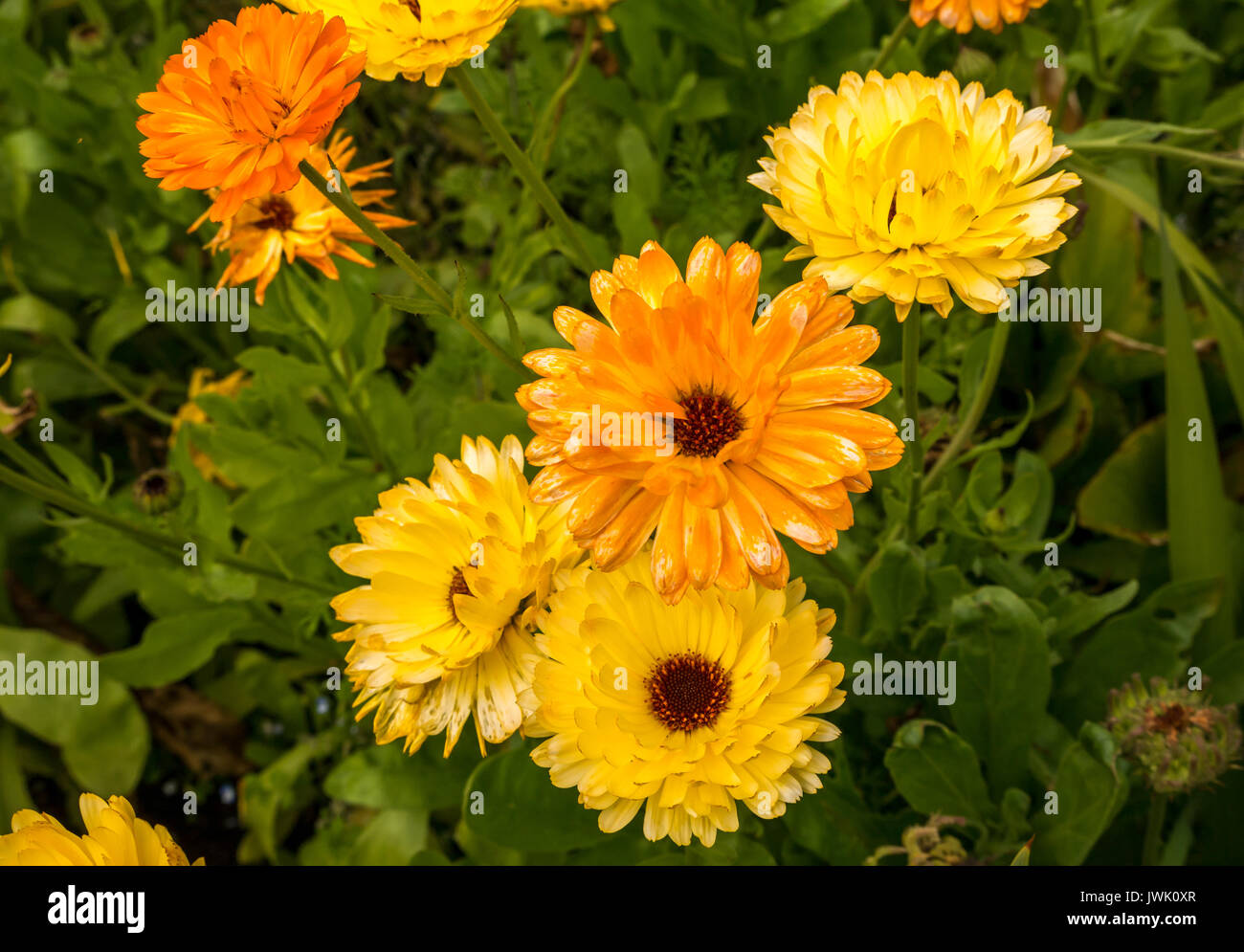 Yellow orange Cornflowers, Centaurea cyanus, East Lothian, Scotland, UK Stock Photo