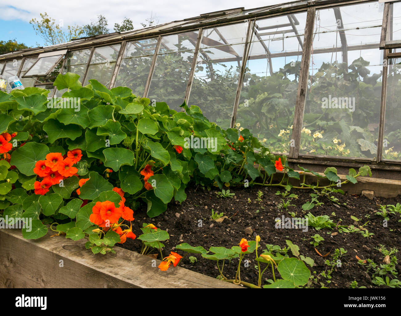 Nasturtiums Tropaeolum Growing In Flower Bed With Greenhouse East Stock Photo Alamy