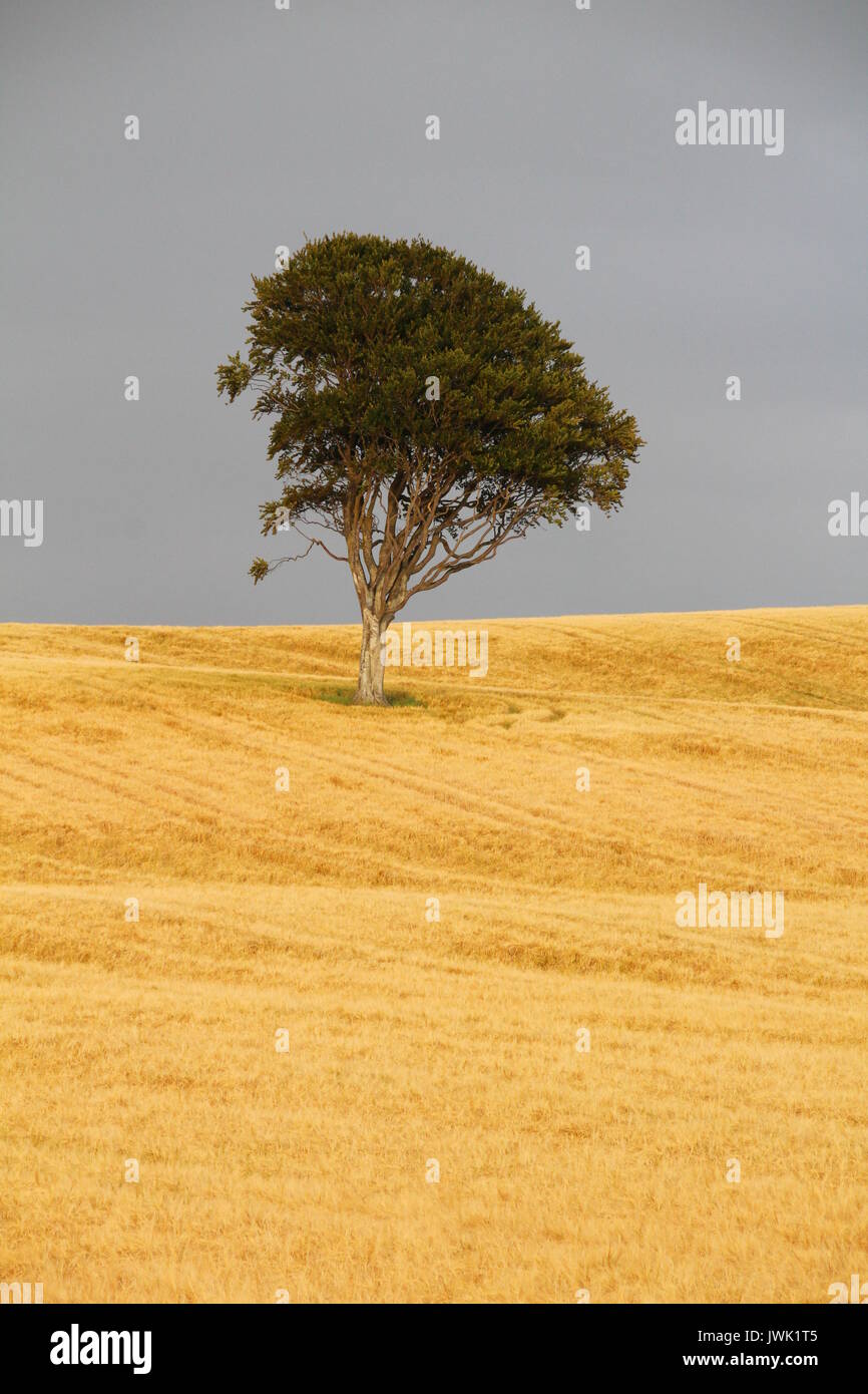 A scenic view of a lone tree in a barley field. Stock Photo