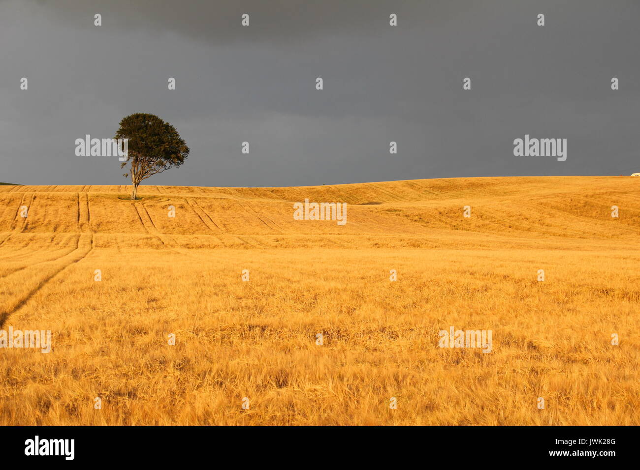 A scenic view of a lone tree in a barley field. Stock Photo