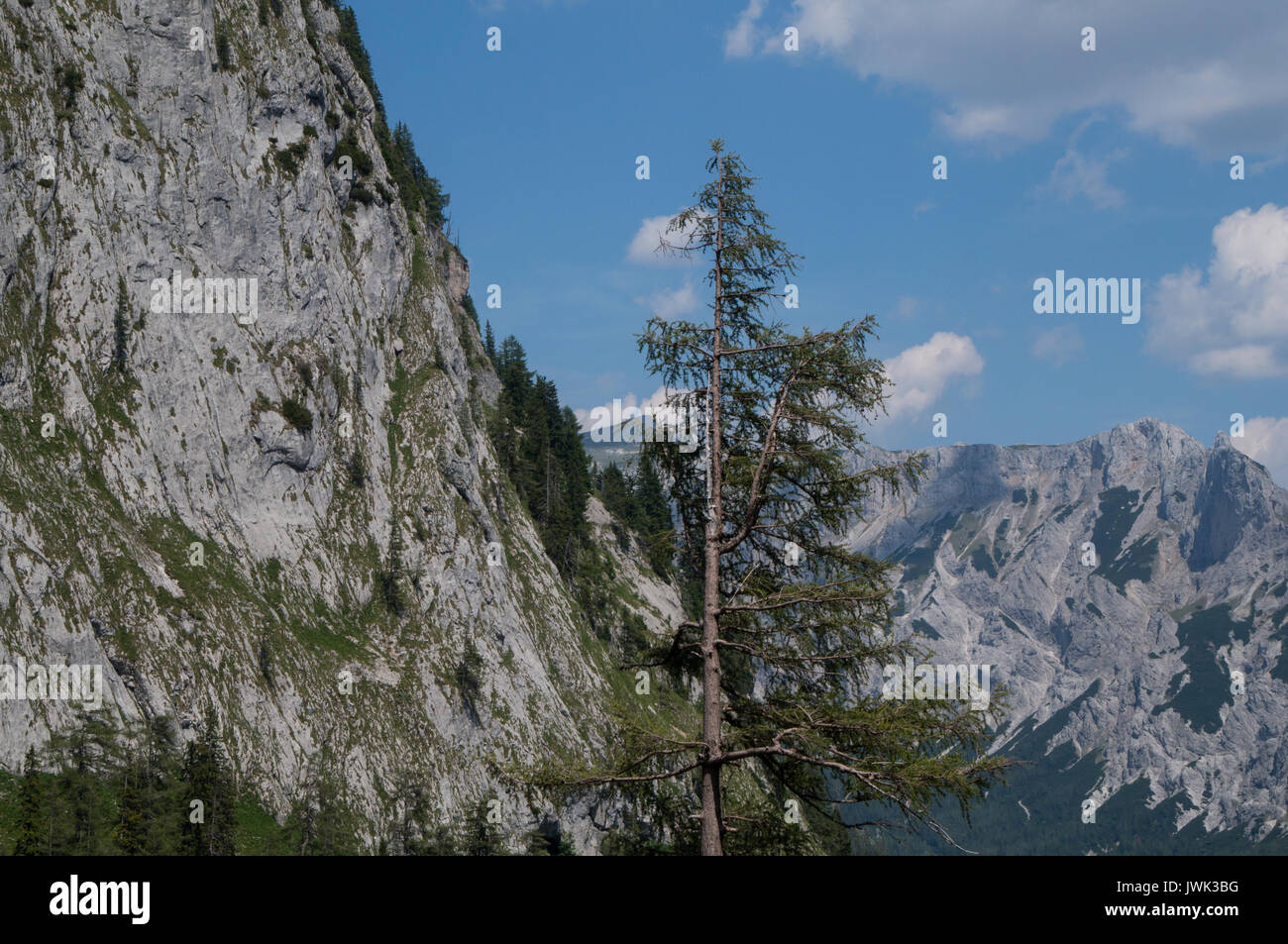 Sheer pine tree hi-res stock photography and images - Alamy