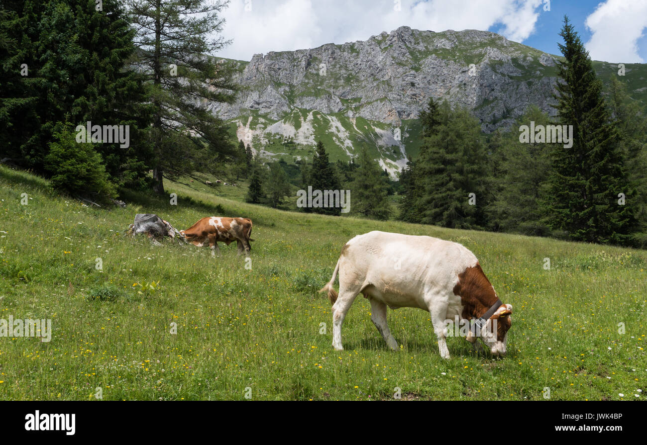 Cattle grazing on an idyllic mountain pasture Stock Photo - Alamy