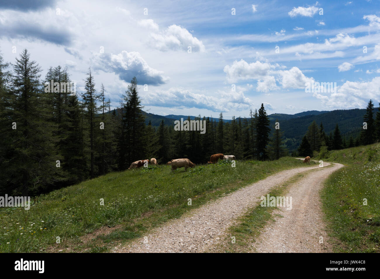 Cattle grazing near mountain hi-res stock photography and images - Alamy