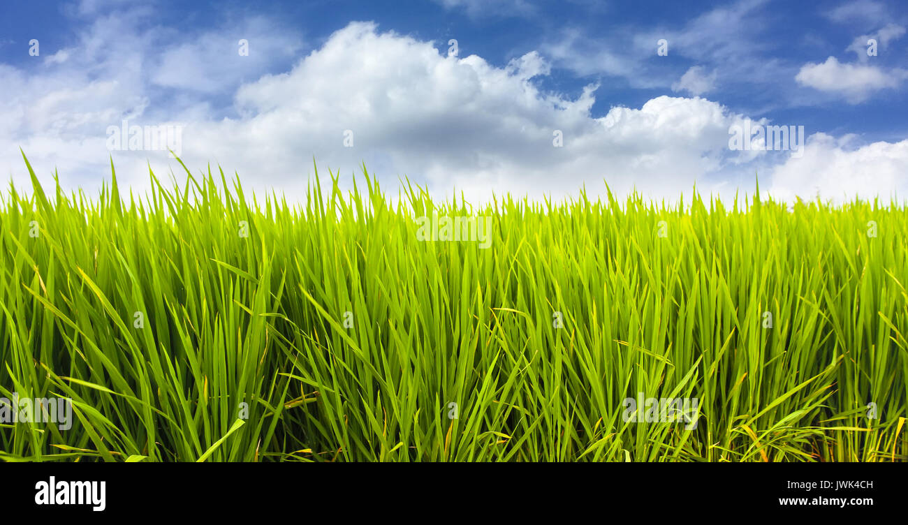 Green rice paddy field plantation in Asia against a beautiful blue sky ...