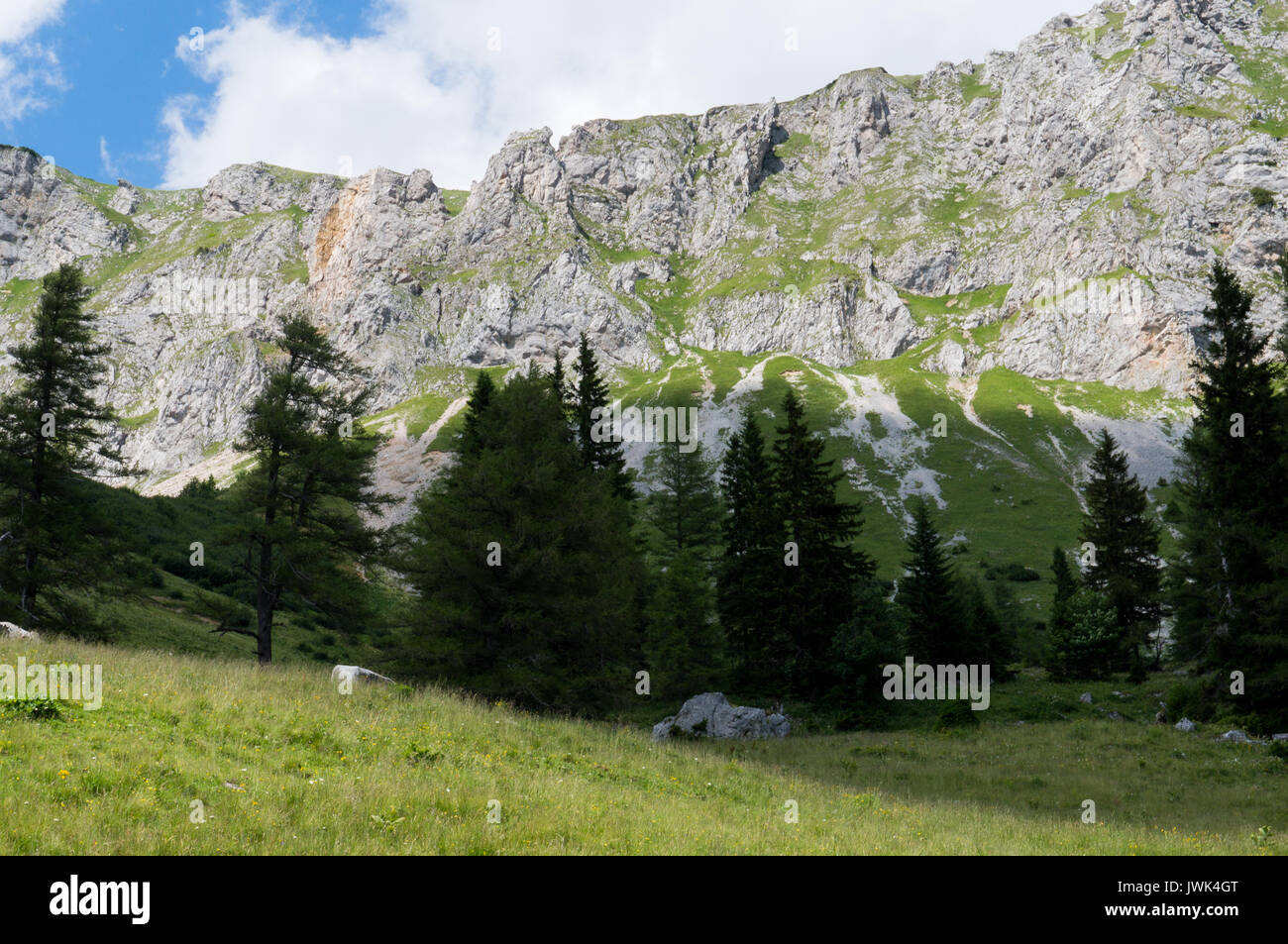 Cattle grazing on an idyllic mountain pasture Stock Photo - Alamy