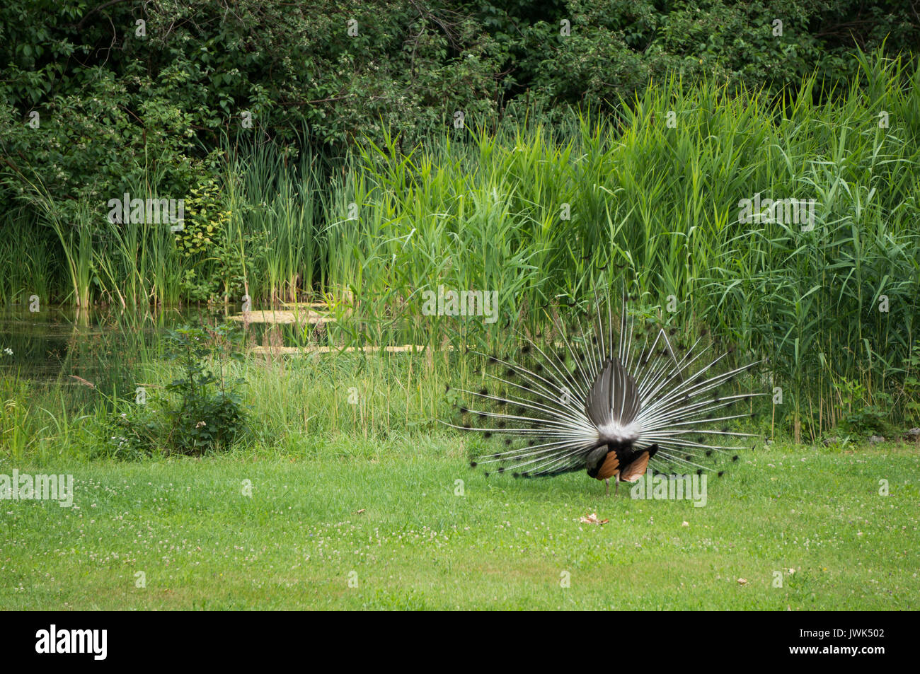 Peacock from behind Stock Photo