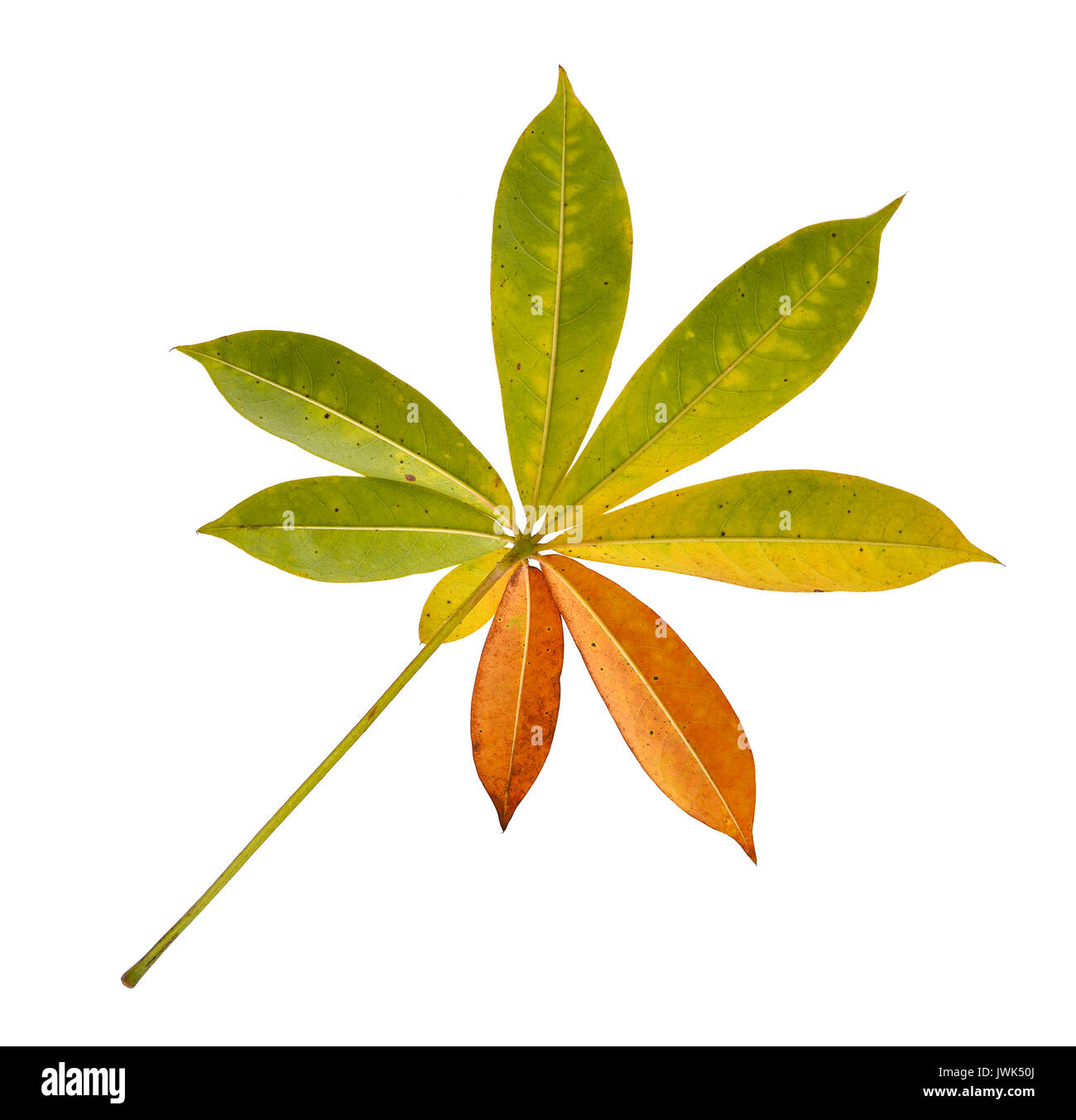 autumn leaf isolated on white background Stock Photo - Alamy