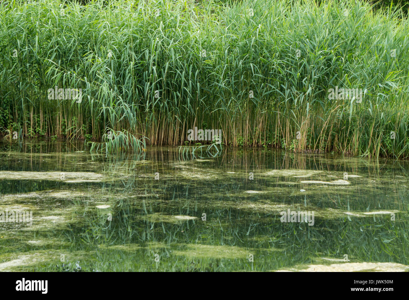 Pond with reeds Stock Photo Alamy