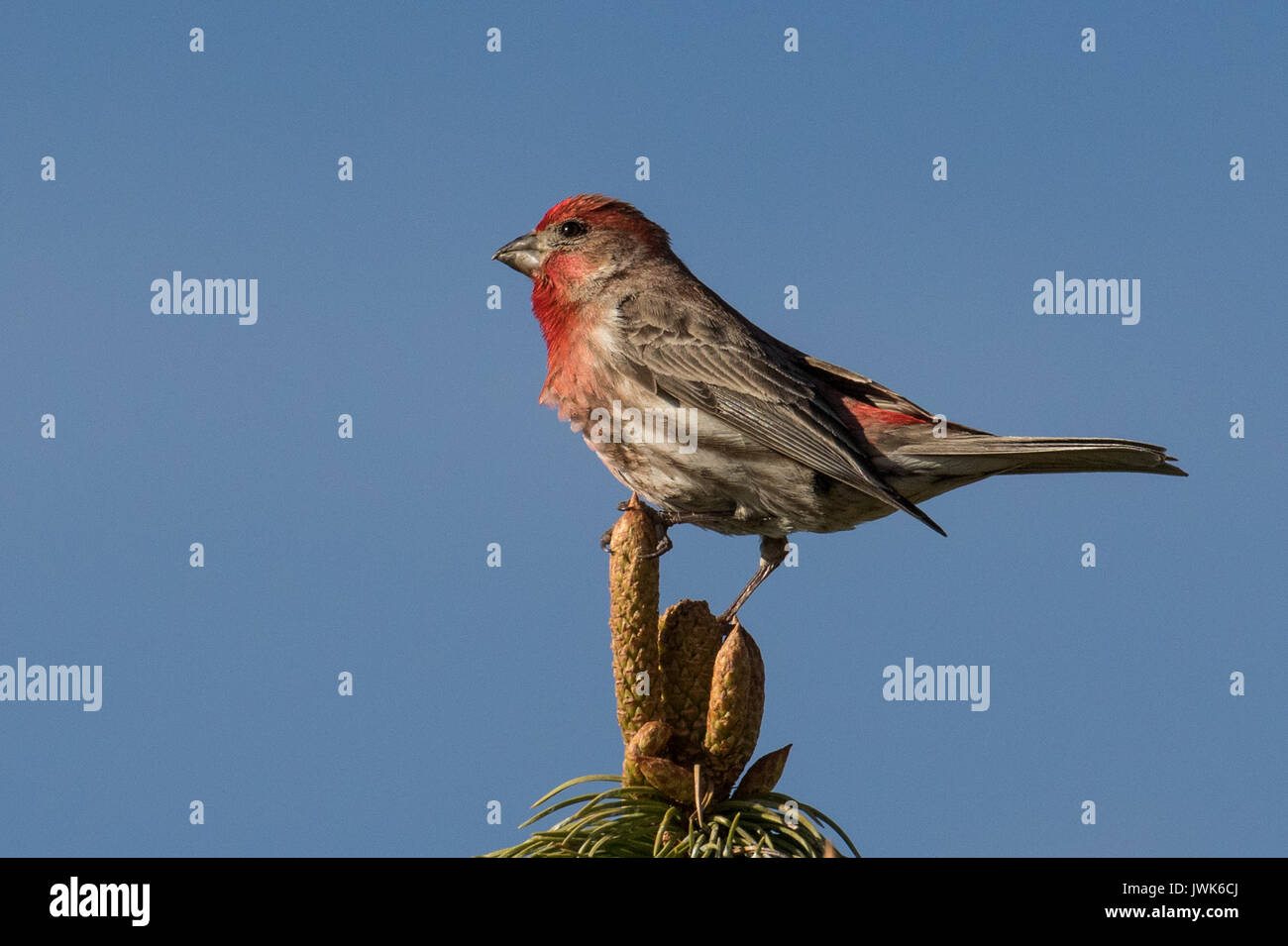 Male house finch perches on top of the pine tree singing for a mate. Stock Photo