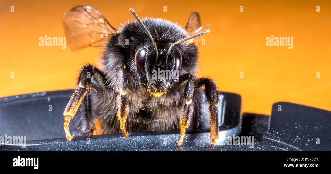 macro shot of red tailed bumble bee crawling on lens cap Stock Photo