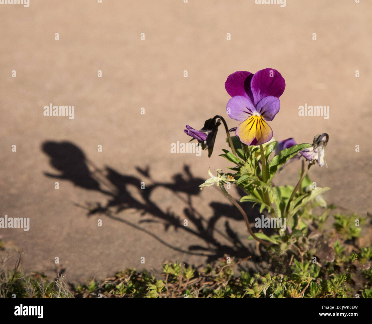 Johnny Jump Up and its shadow in the early morning light against a mauve background Stock Photo
