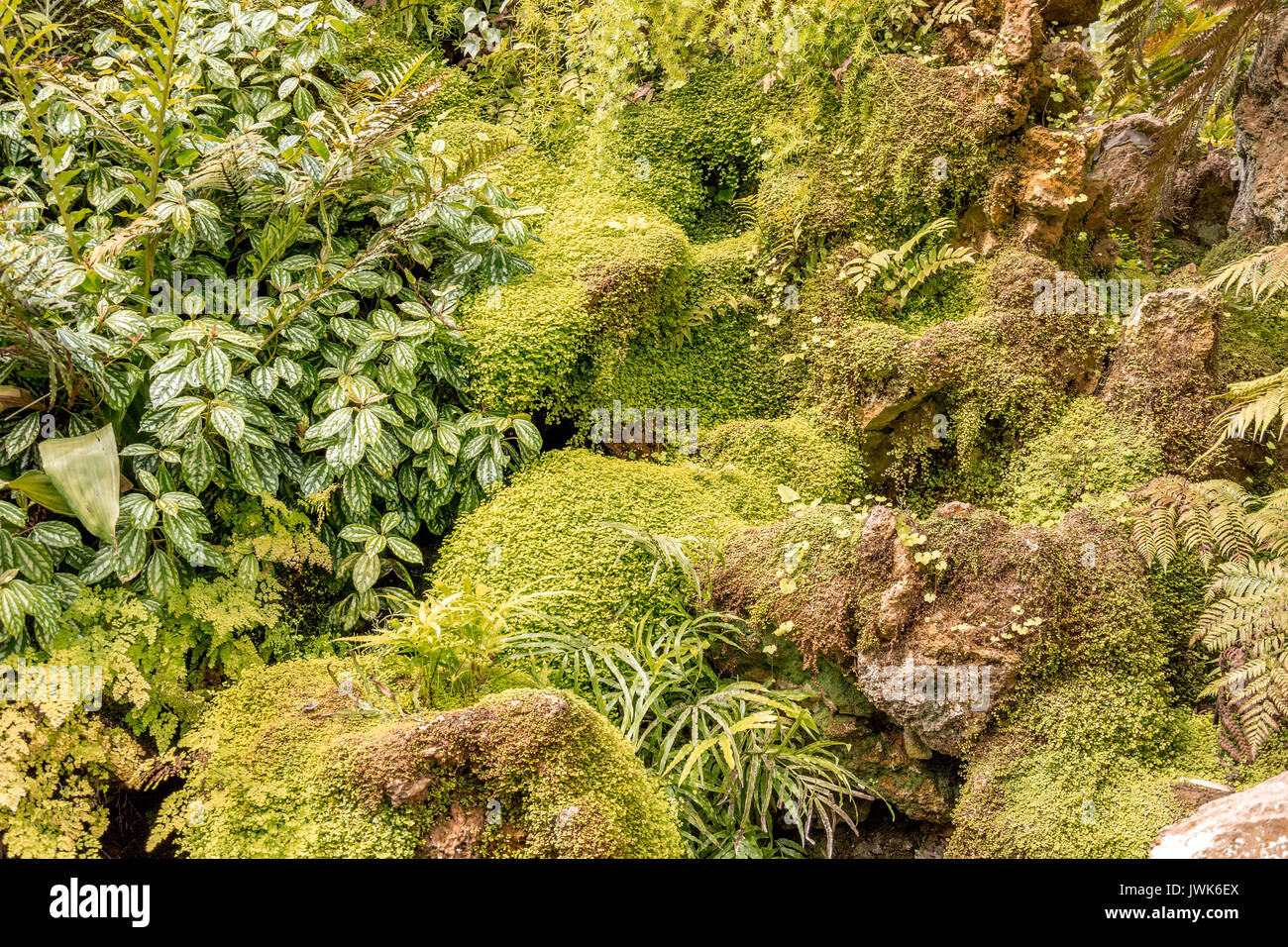 moss and plant covered rocks Stock Photo