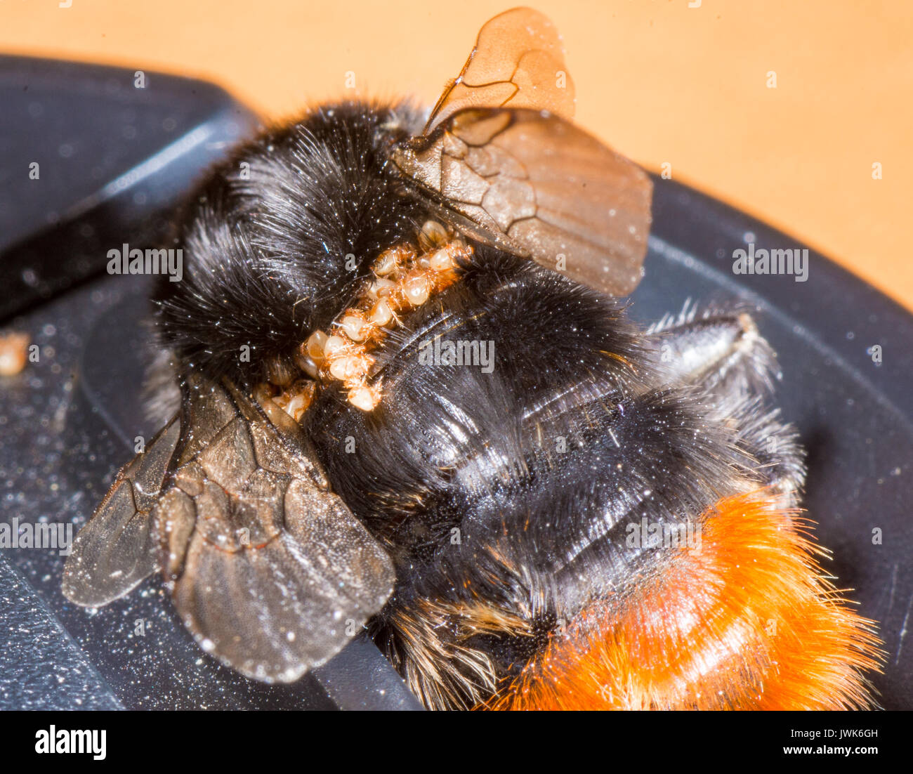 mite infested red tailed bumble bee Stock Photo