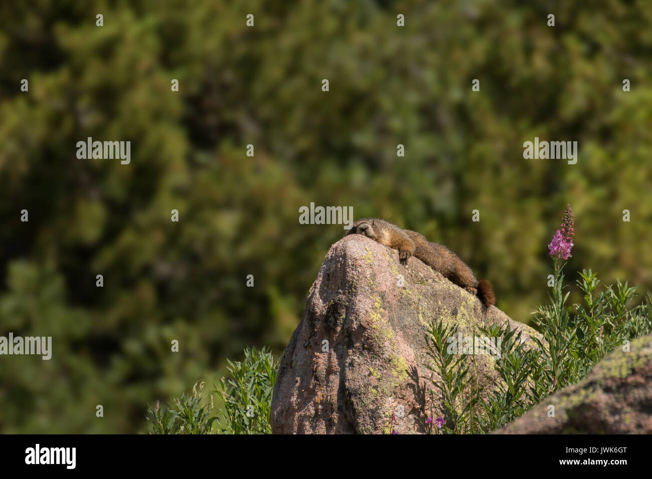Yellow-bellied marmot soaking up the sun on a rock. Stock Photo