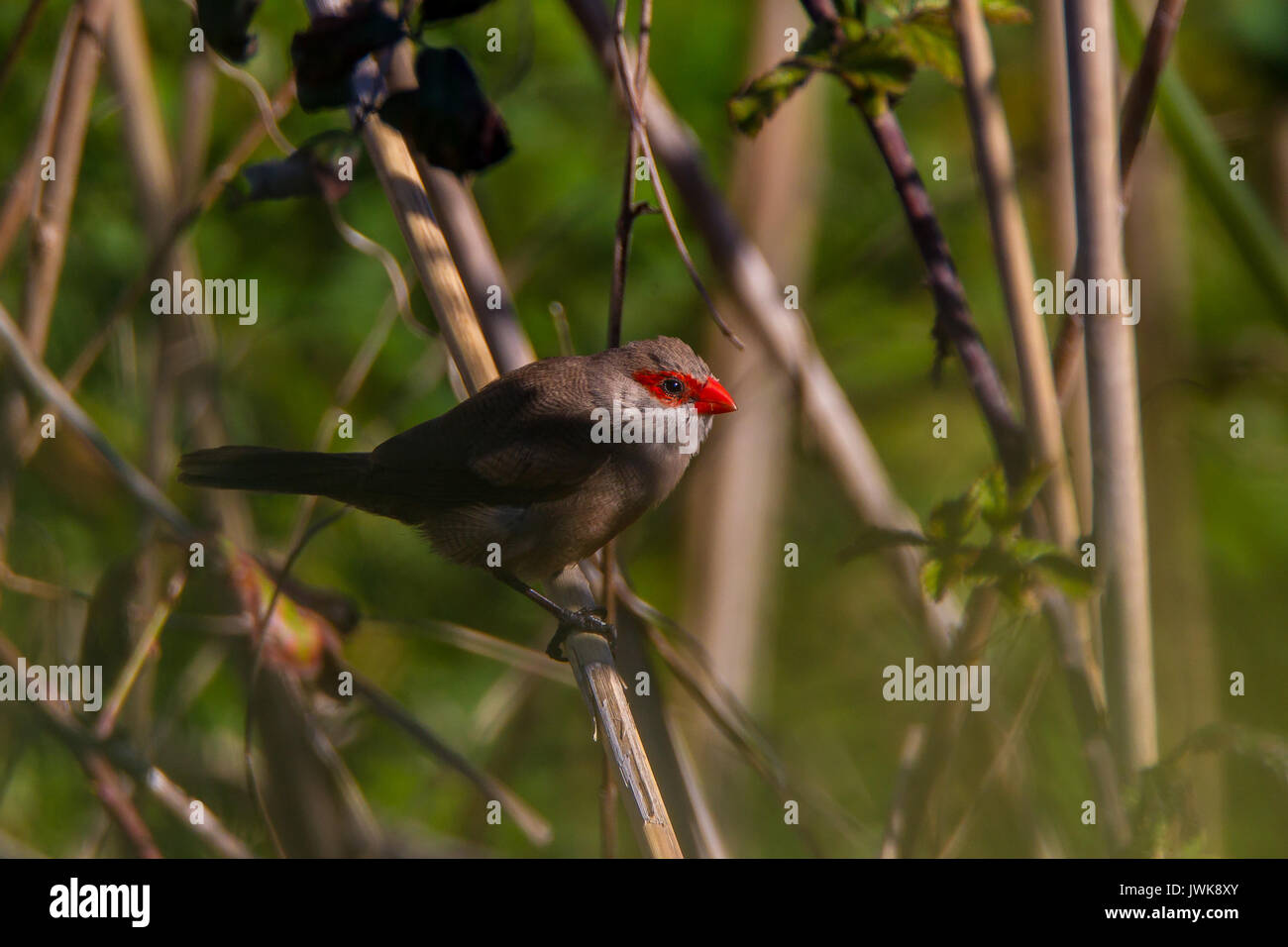 Common waxbill hi-res stock photography and images - Alamy