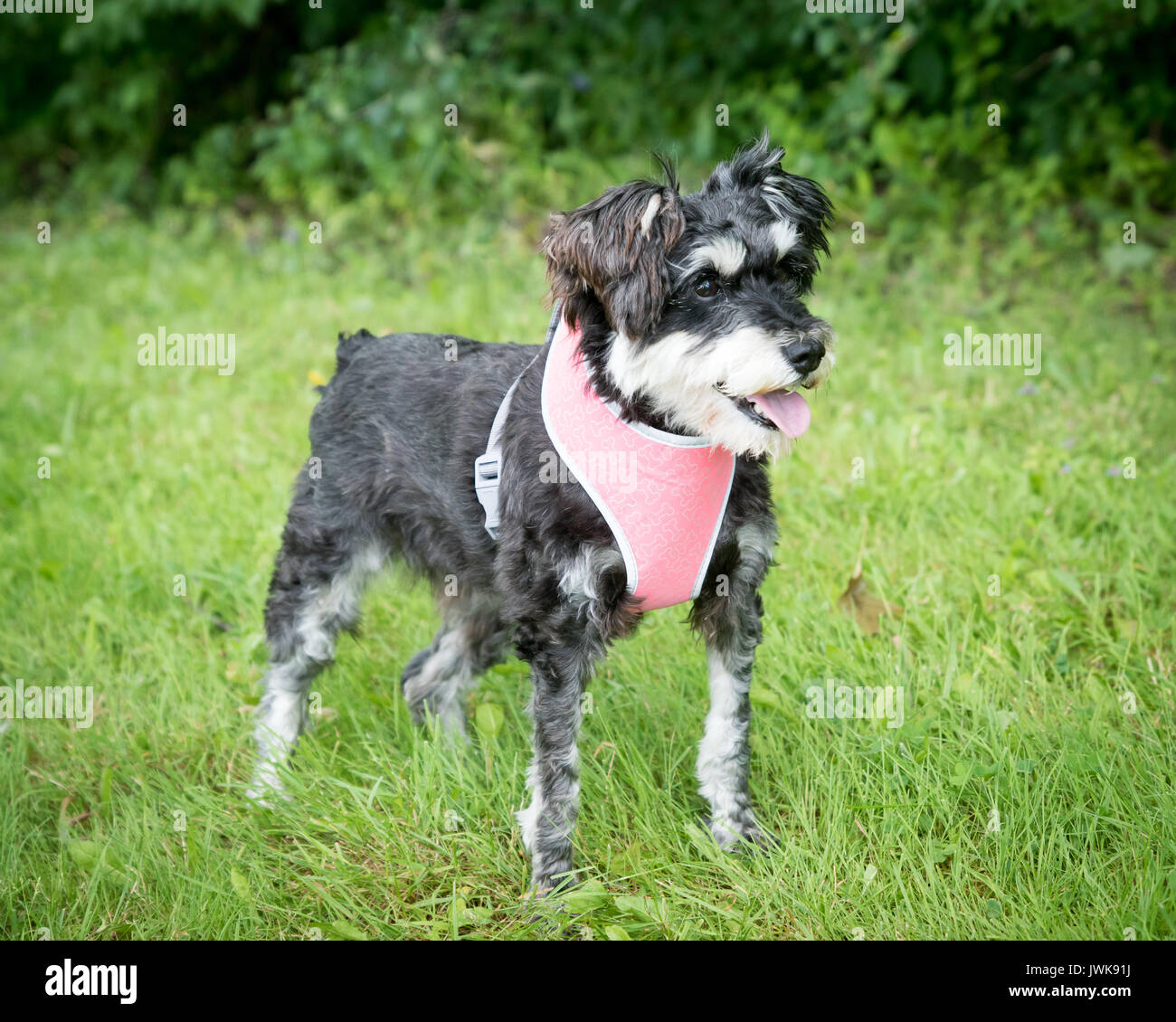 Dog wearing grey collar hi-res stock photography and images - Alamy