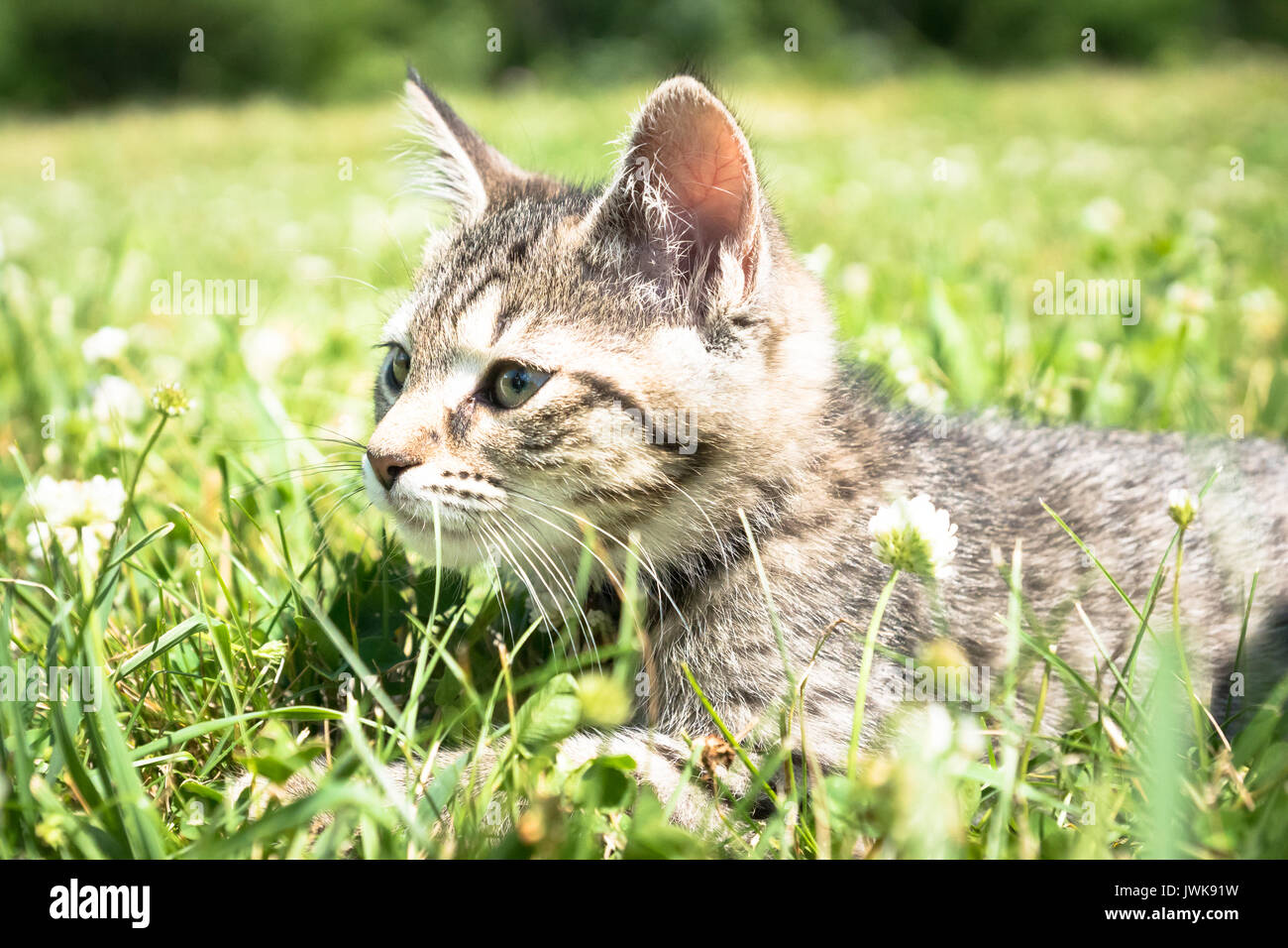 A young striped tabby kitten lays in the green grass of a yard on a ...
