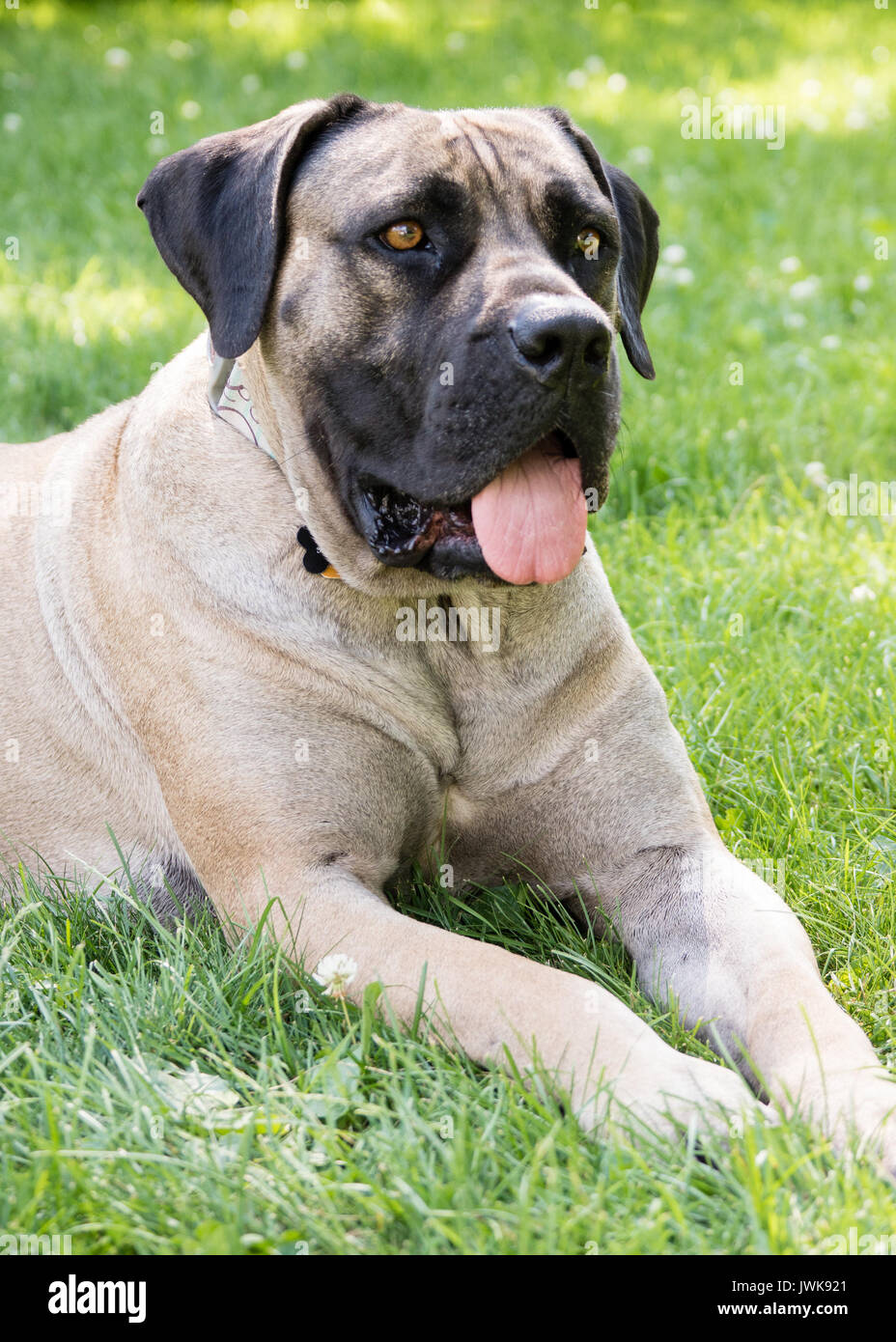 Mastiff hi-res stock photography and images - Alamy