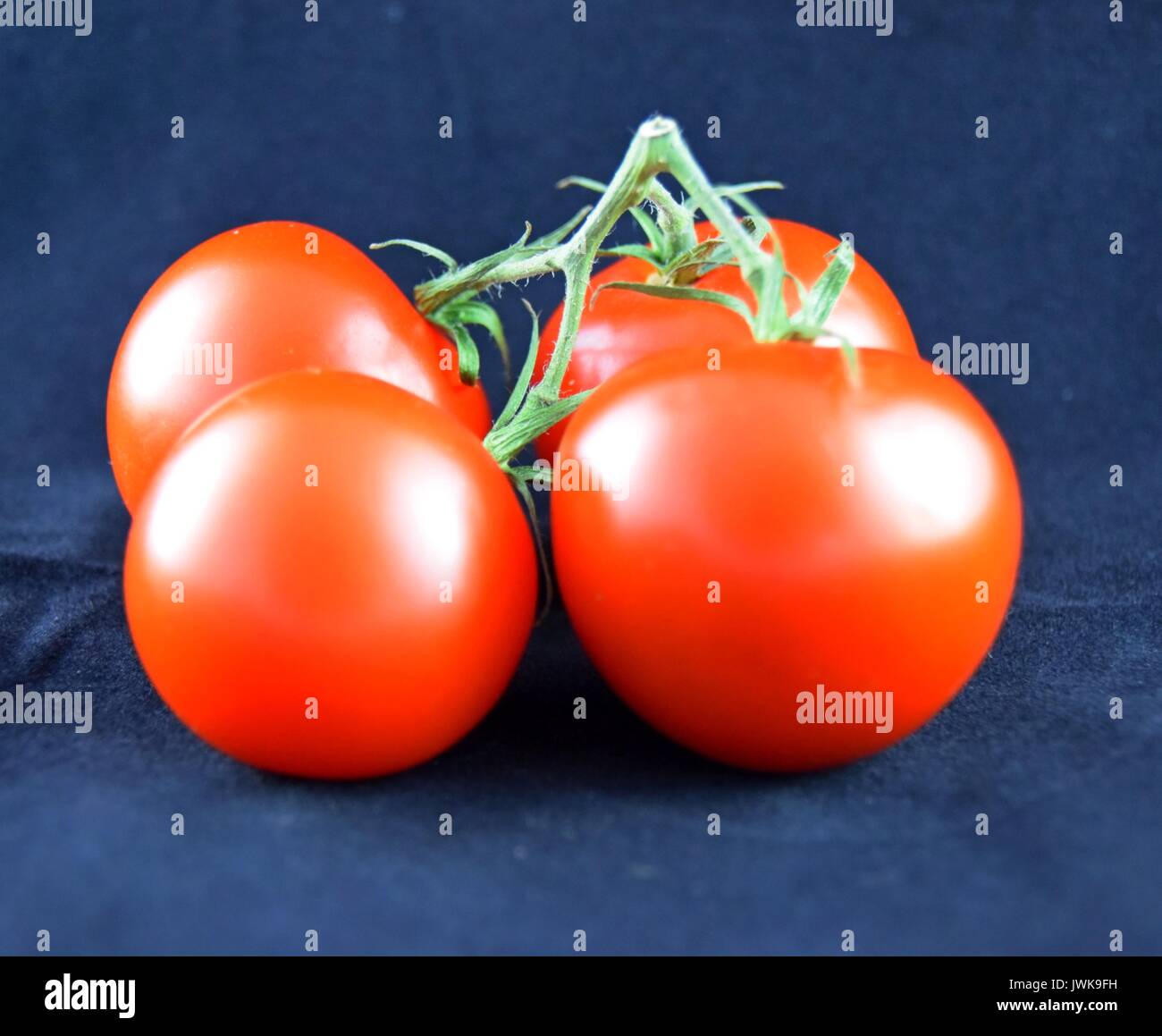 Ripe tomatoes, tomato, reife Tomaten, Solanum lycopersicum Stock Photo