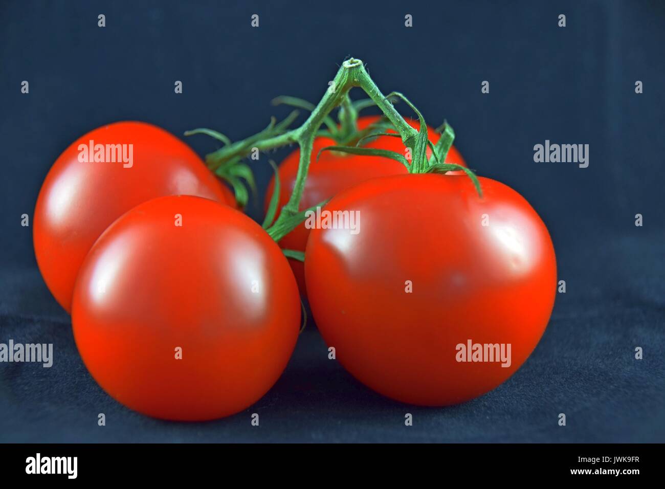 Ripe tomatoes, tomato, reife Tomaten, Solanum lycopersicum Stock Photo