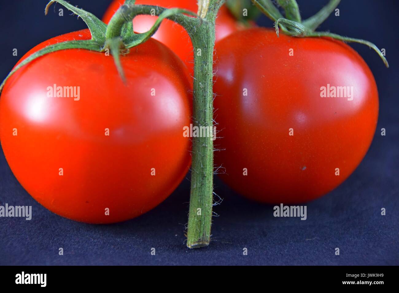 Ripe tomatoes, tomato, reife Tomaten, Solanum lycopersicum Stock Photo