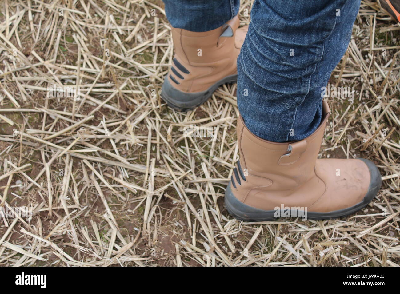 Don't look down. Man wearing jeans and rigger work boots standing on cut straw. Stock Photo