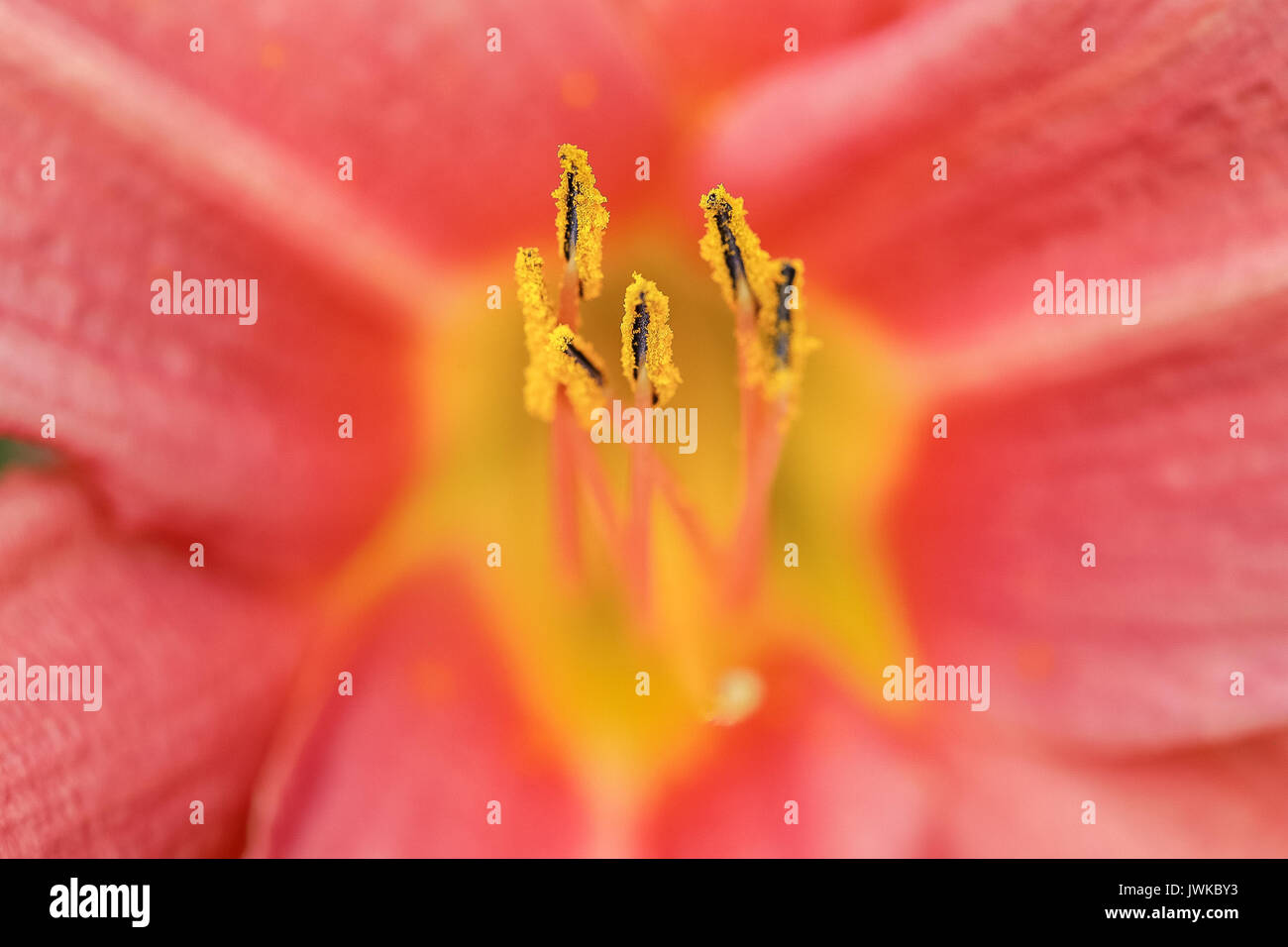Macro photography of a pink Hemmeroclais flower Stock Photo