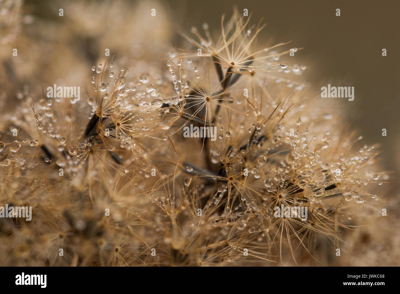 Plants photography hi-res stock photography and images - Alamy