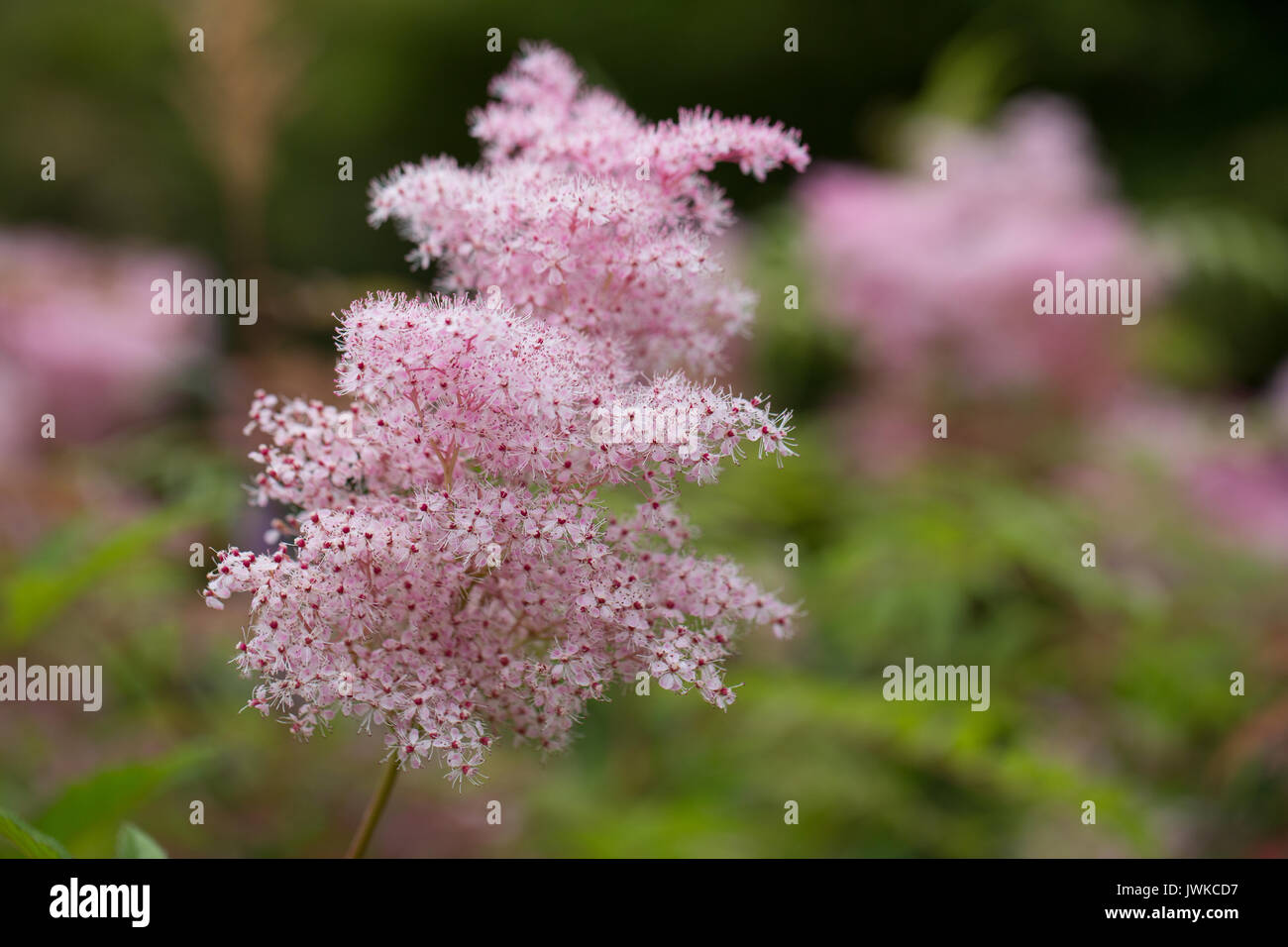 Plants Photography by ProColour Photography Stock Photo