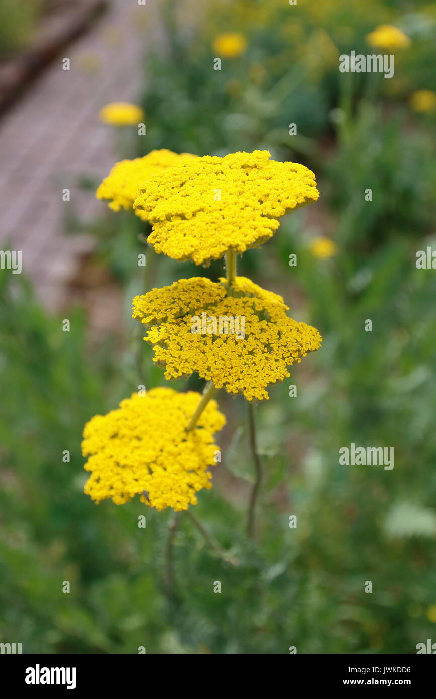 Gelbe Schafgarbe, gelb, Achillea, clypeolata, Blüte, Stock Photo