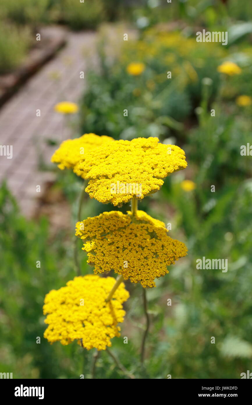 Gelbe Schafgarbe, gelb, Achillea, clypeolata, Blüte, Stock Photo