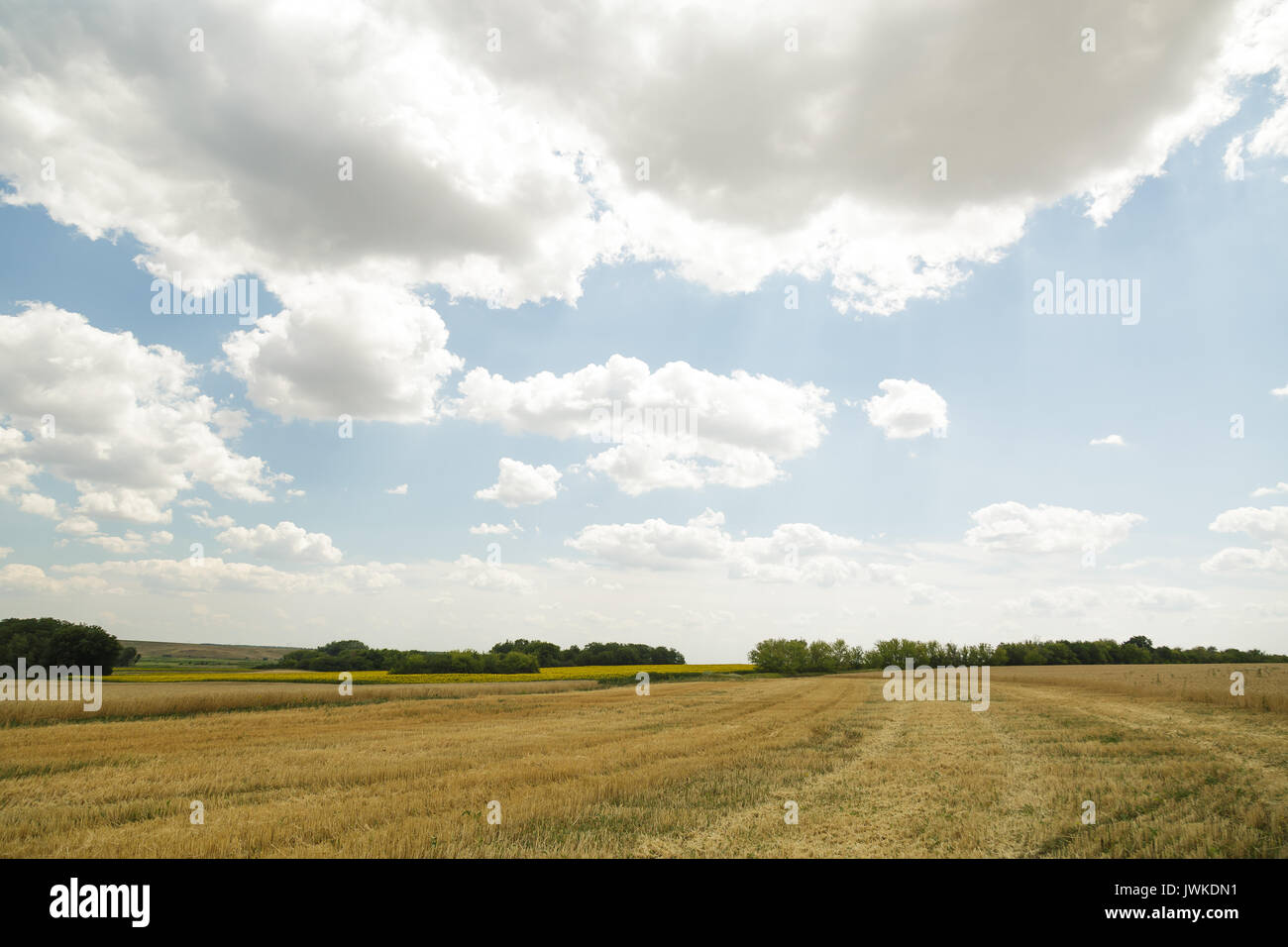 Wheat field and cloudy sky. Agricultural background Stock Photo - Alamy