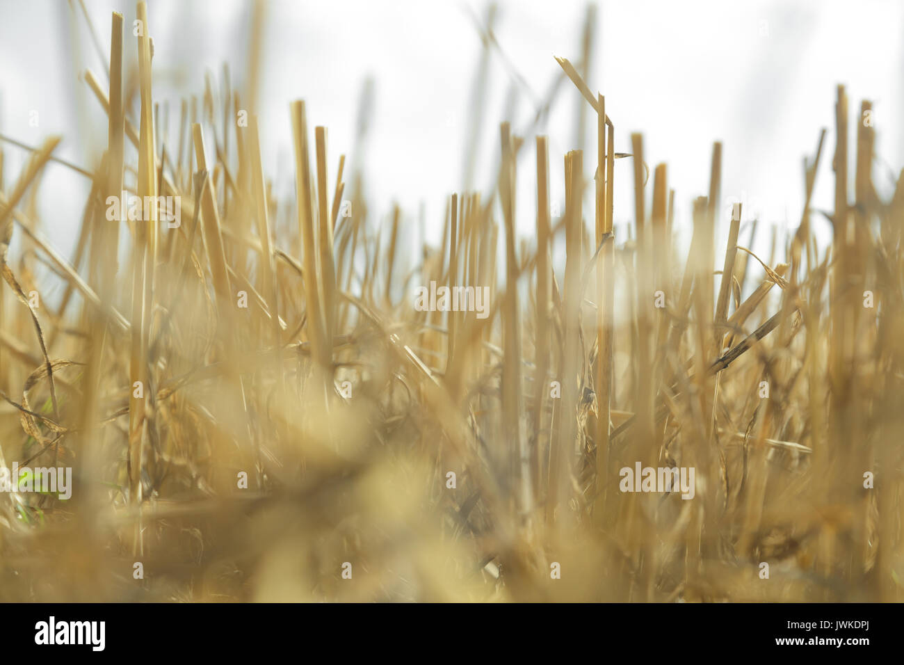 Grain harvest field stubble hi-res stock photography and images - Alamy