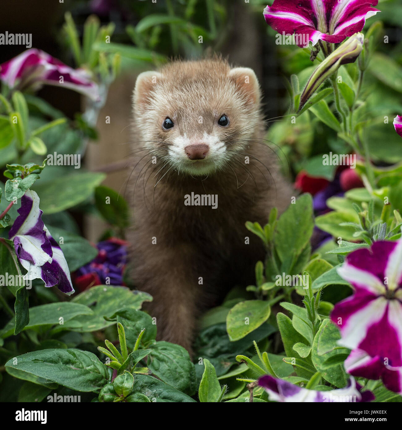 Vector of a cute brown ferret munching on a chocolate chip cookie. Adorable  cartoon weasel wearing a red turtleneck sweater and eating a biscuit. Small  happy rodent enjoying his food 2851940 Vector