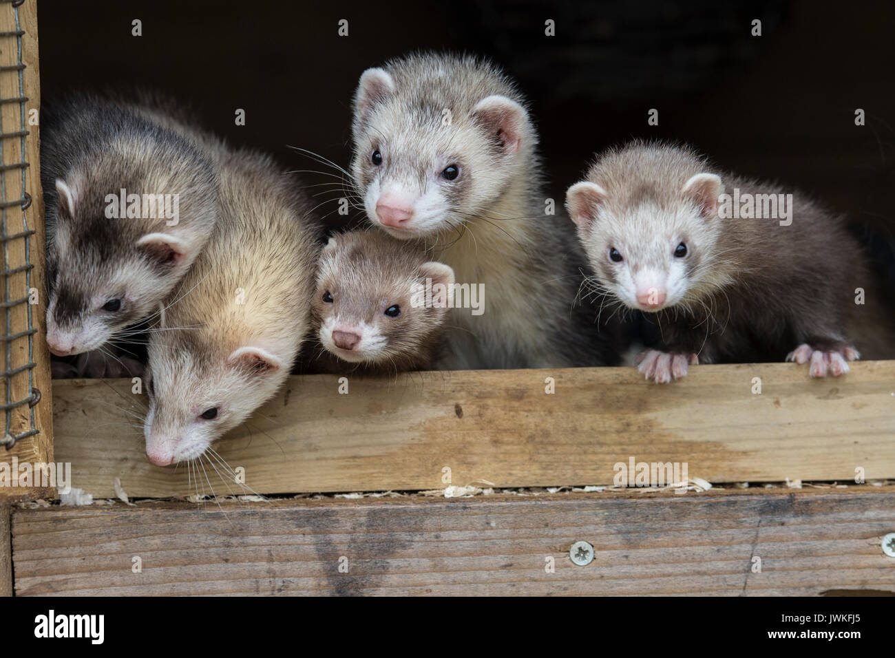 litter of baby ferrets Stock Photo