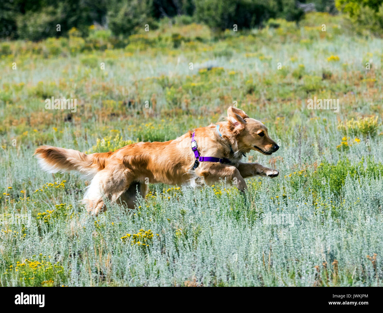 Golden Retriever dogs running in a field Stock Photo