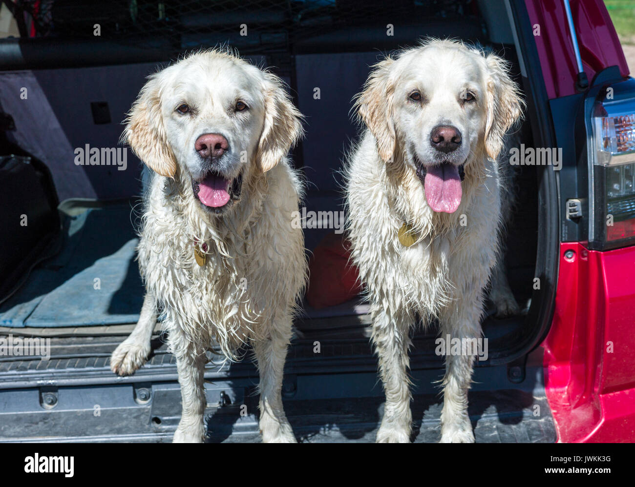 Messy hair dog hi-res stock photography and images - Page 2 - Alamy Messy hair dog hi-res stock photography and images - Page 2 - Alamy