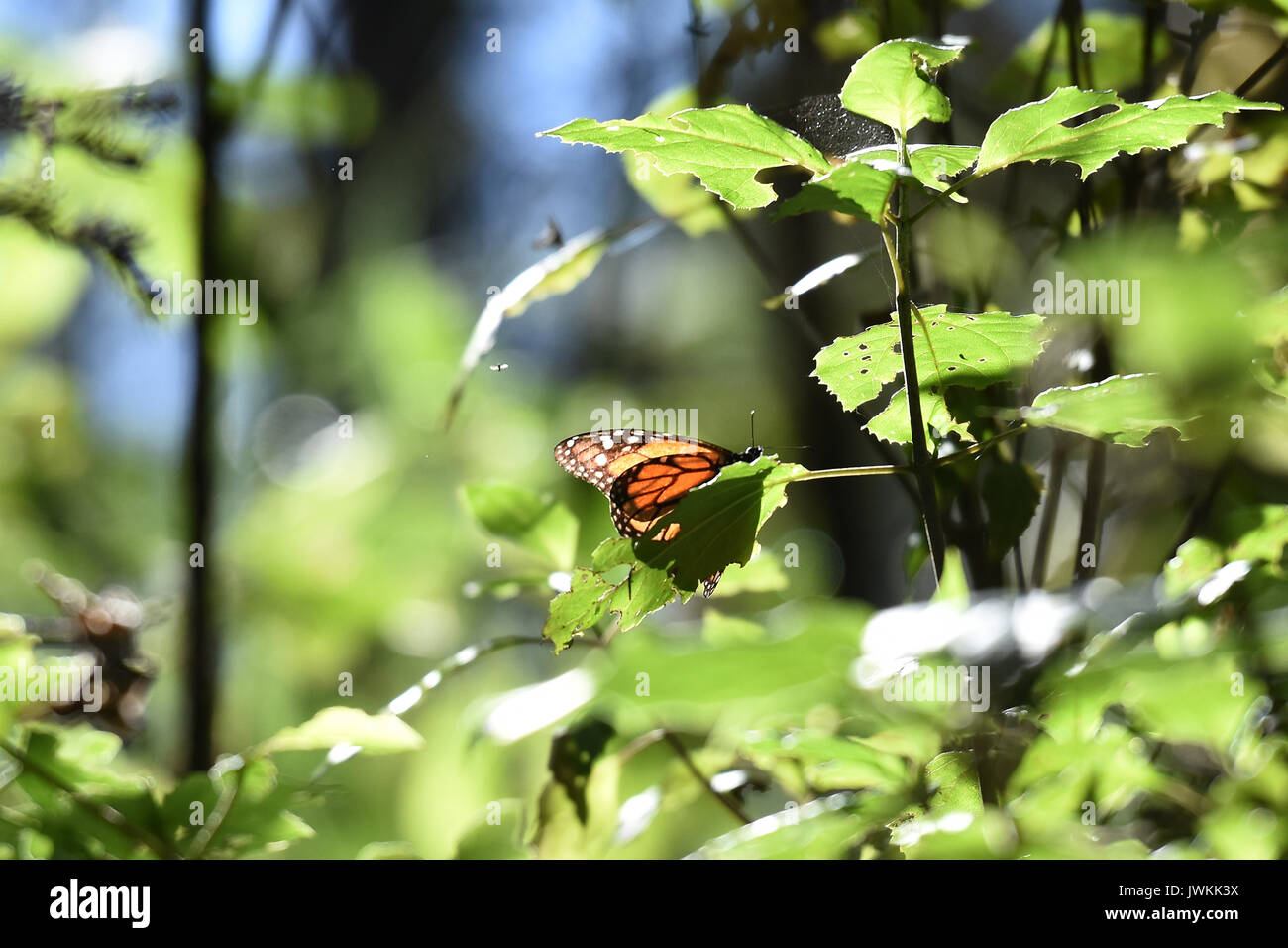 Monarch butterflies 'Danaus Plexippus' are seen in the forests of