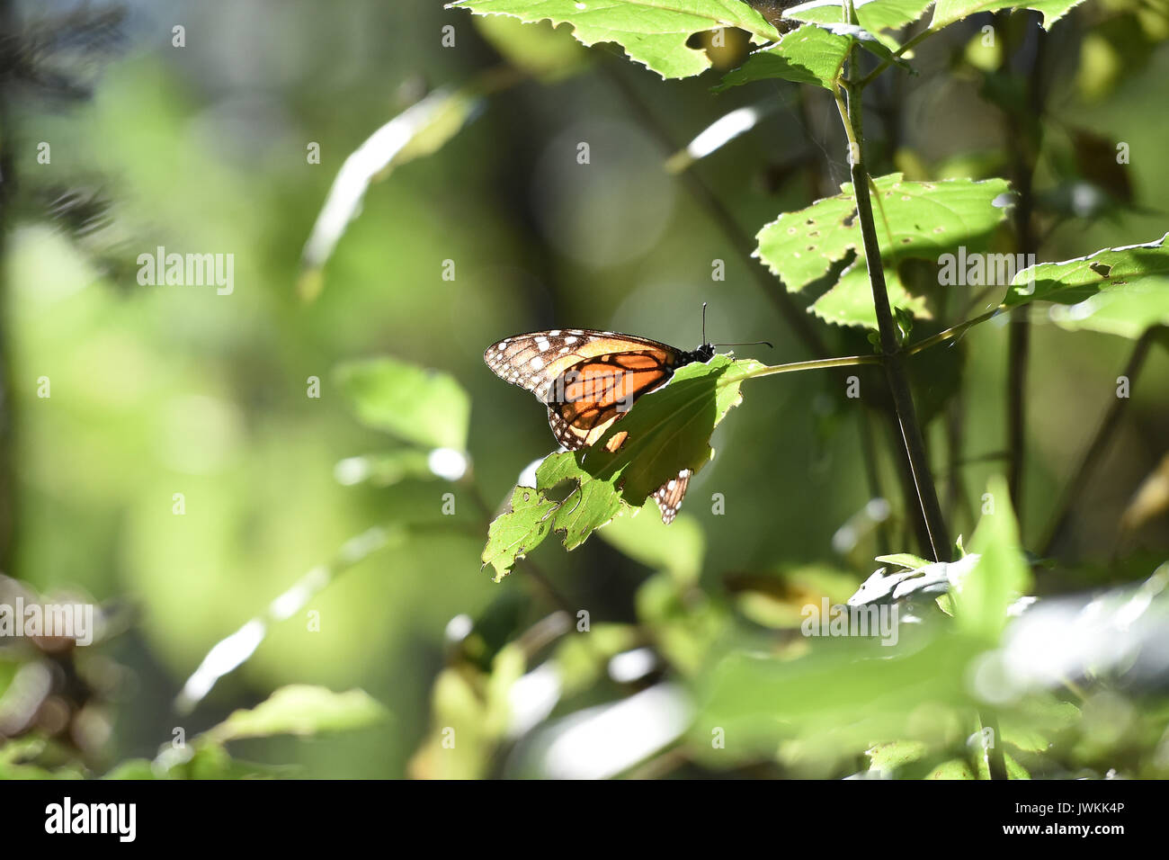 Monarch butterflies 'Danaus Plexippus' are seen in the forests of