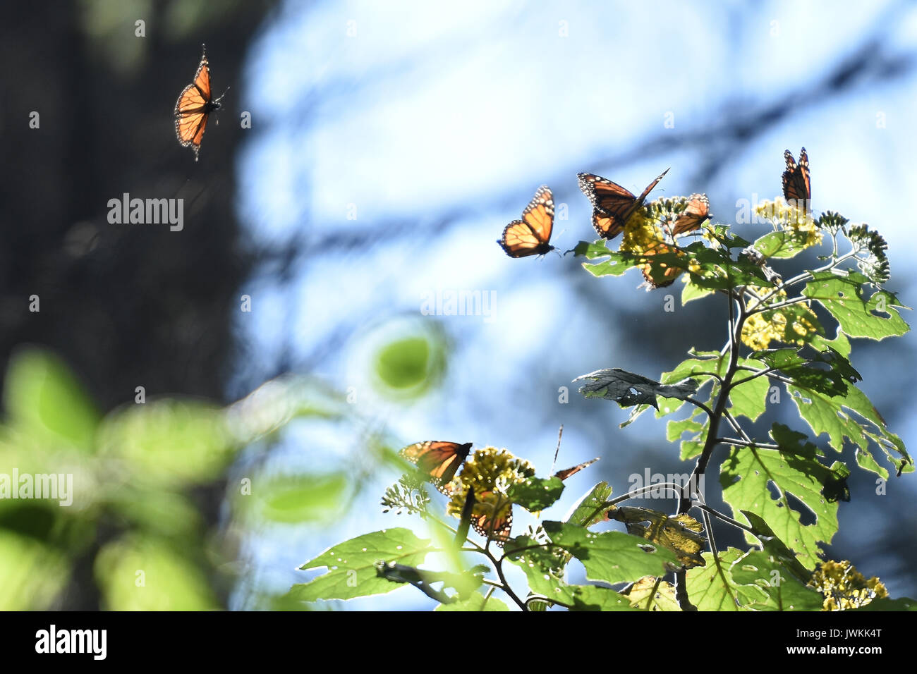 Monarch butterfly mexico branch hires stock photography and images Alamy