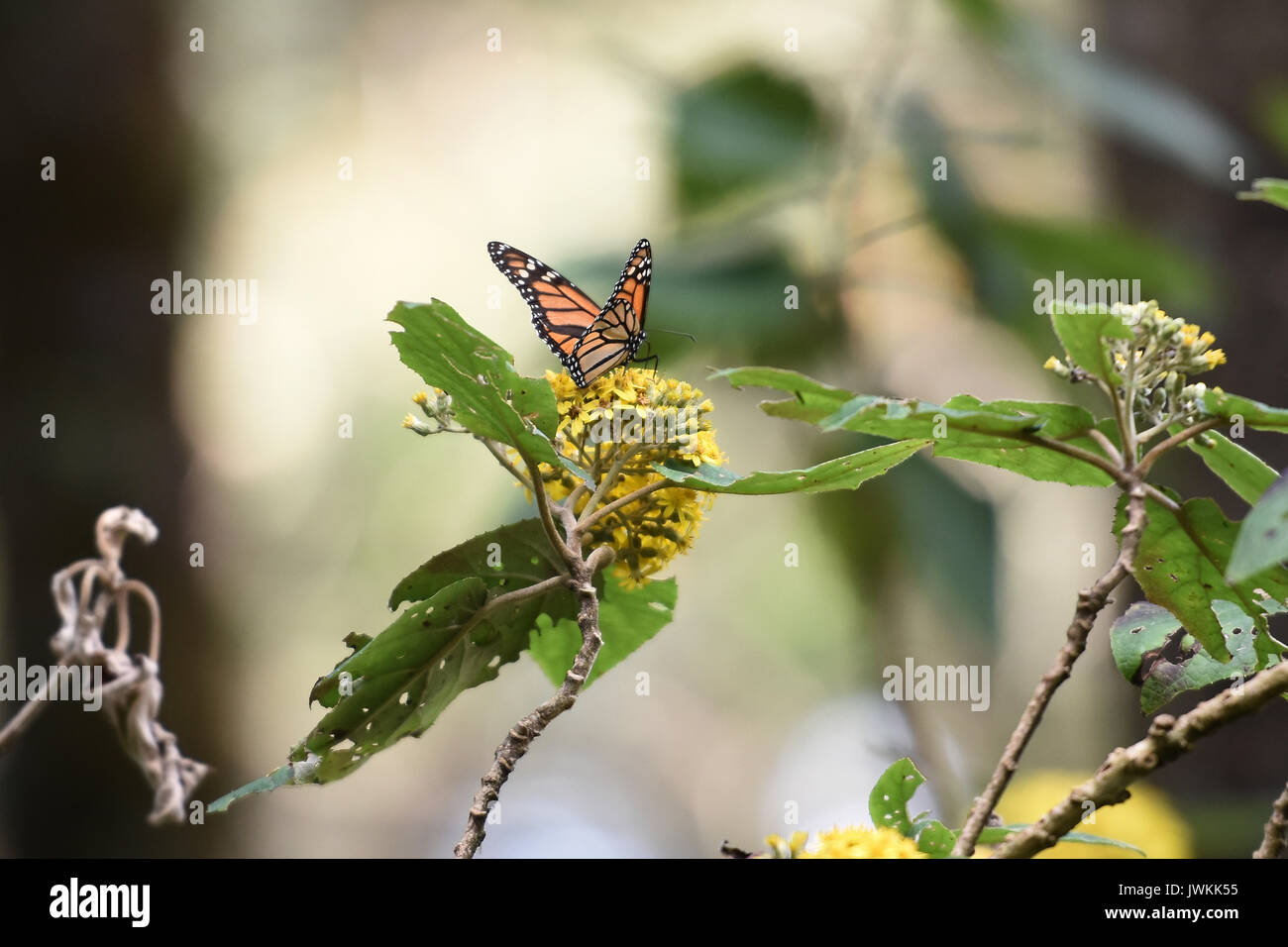 Monarch butterflies 'Danaus Plexippus' are seen in the forests of