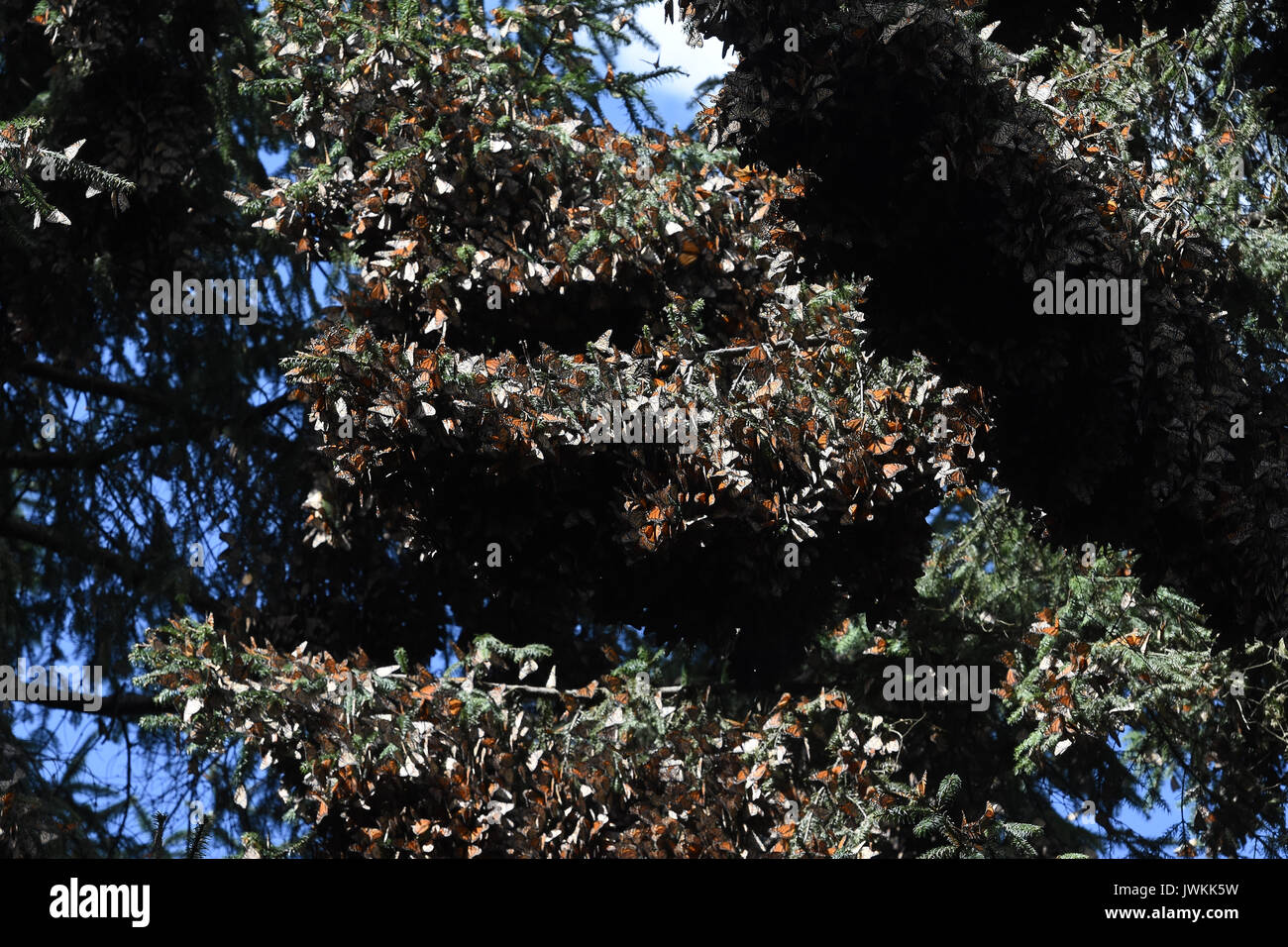 Monarch butterflies 'Danaus Plexippus' are seen on a tree branch in the