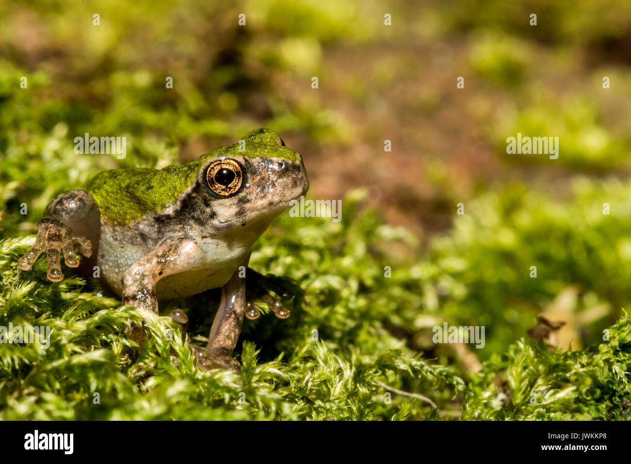 A close up of a Gray Tree frog Metamorph Stock Photo