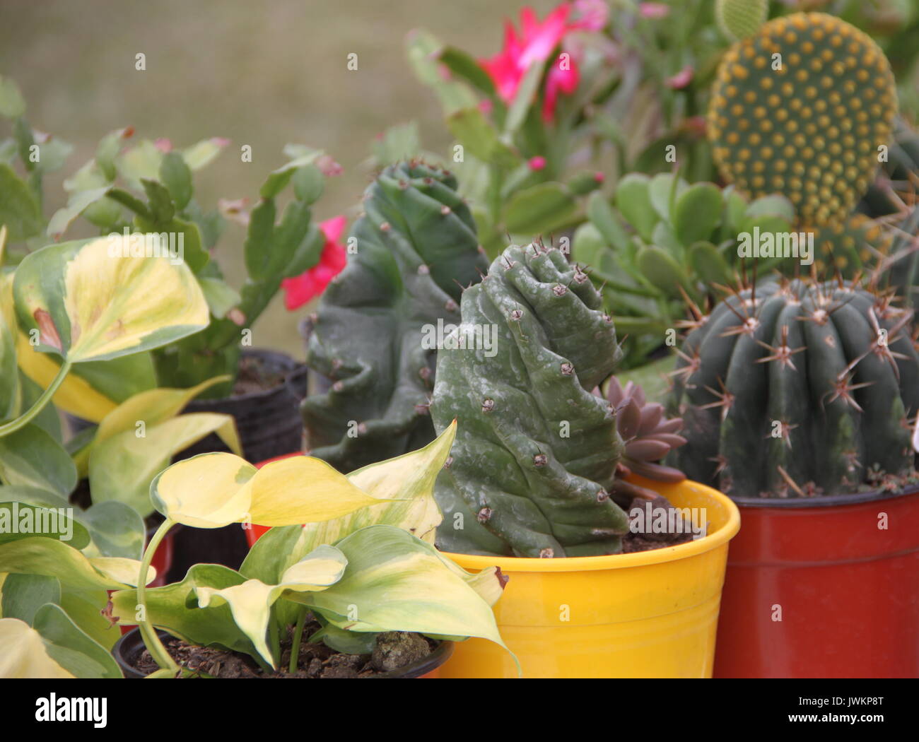 Little saguaro cactus hi-res stock photography and images - Alamy