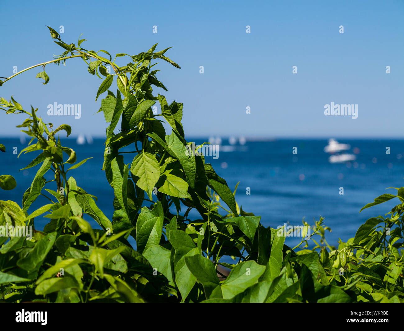 Growing green vine by the blue sea Stock Photo