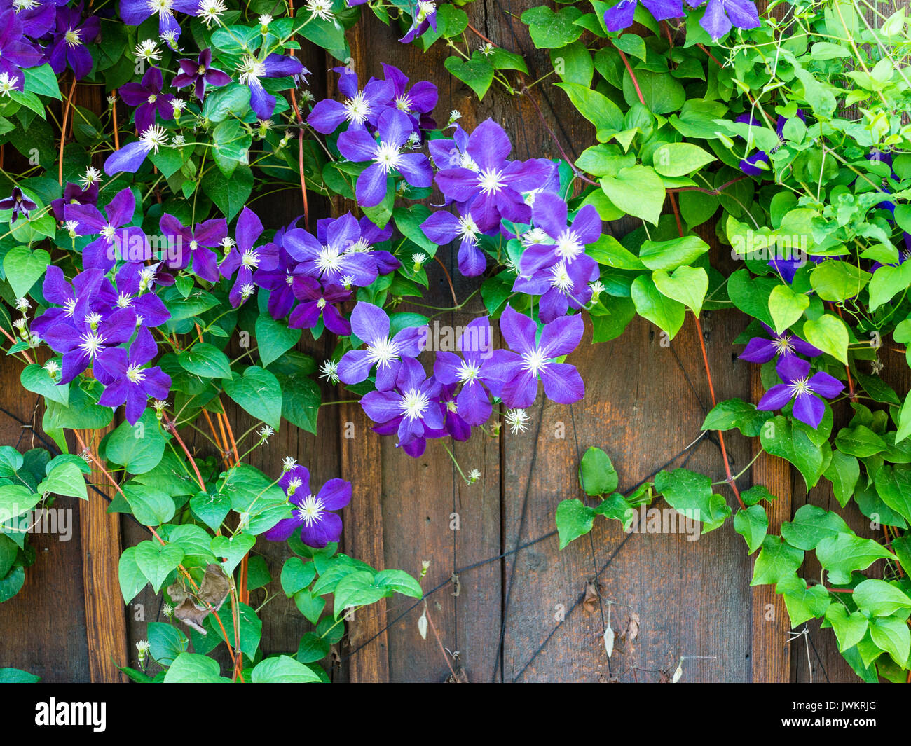 Purple flowers on a green vine on a wooden garden fence Stock Photo