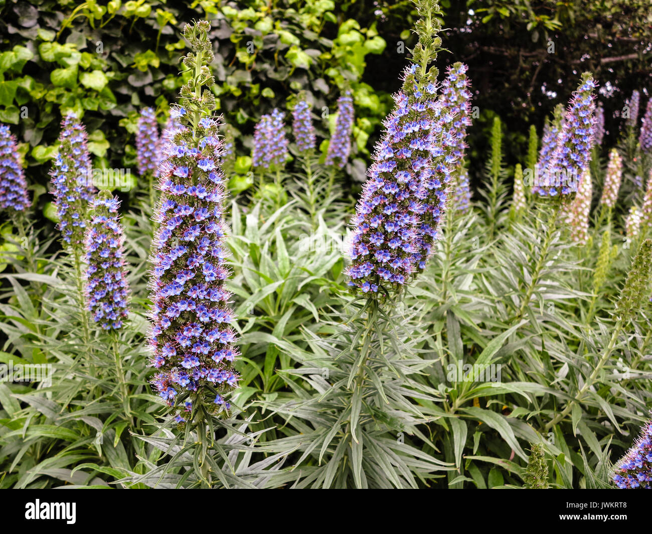 Purple flowers in the garden hi-res stock photography and images - Alamy
