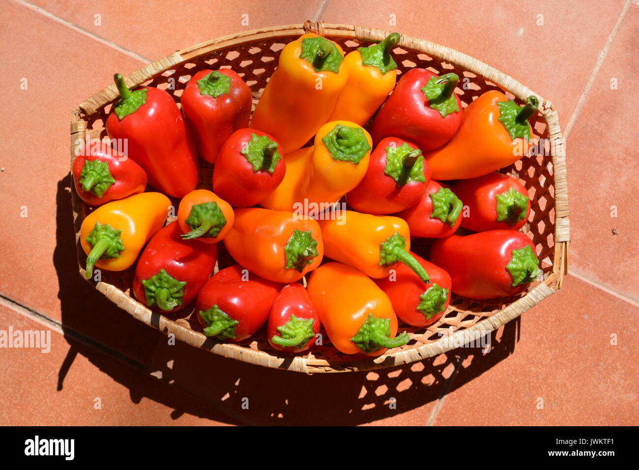 Homegrown small peppers in a basket Stock Photo