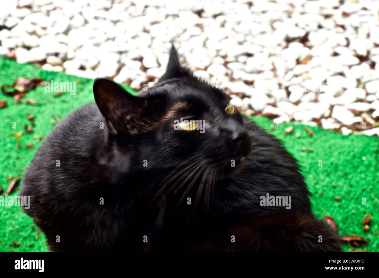 High level ears eyes and nose hires stock photography and images Alamy