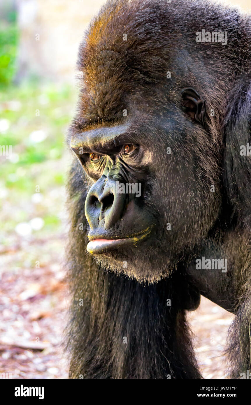 A captive Western Lowland Gorilla staring into the distance Stock Photo